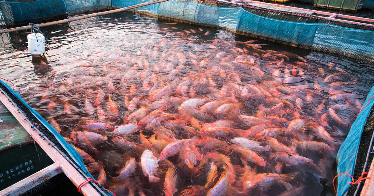 اهمیت تصفیه آب در پرورش ماهی